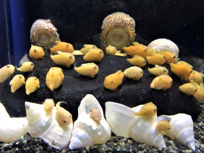 2019年1月23日(水)<br /><br />冬晴れの日に鎌倉の海を見下ろしながら食事したいなぁ。<br />ささやかな願いが叶って、七里ヶ浜の「アマルフィー・デラセーラ」でランチ♪<br />ランチの後は、鎌倉・浄明寺にある「一条恵観山荘」へ。<br />素敵な庭園に心安らぎました。<br /><br /><br />2019年2月12日(火)<br /><br />またもや七里ヶ浜へ。<br />この日の目的は「珊瑚礁 モアナマカイ店」のカレー♪<br />そのあと、江ノ島水族館を見学。<br />大水槽、クラゲ、イルカのショー、大満足でした!