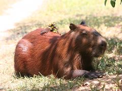 パンタナール　野生のカピバラを見たくて！