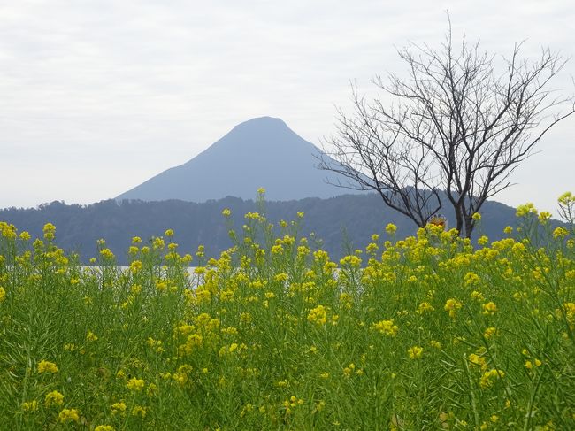 今回は宮ノ城温泉と妙見温泉に泊まるのが目的の旅だったので、鹿児島に着いてからの予定は全くなしでの出発でした。<br />８時半頃に鹿児島空港に着いたので朝食を食べながら一日目は桜島を一周して宮ノ城温泉に行き、二日目は開聞岳へドライブして妙見温泉へ行き、三日目は孫ちゃんの好きな高千穂牧場へ行こうということで決まりました。