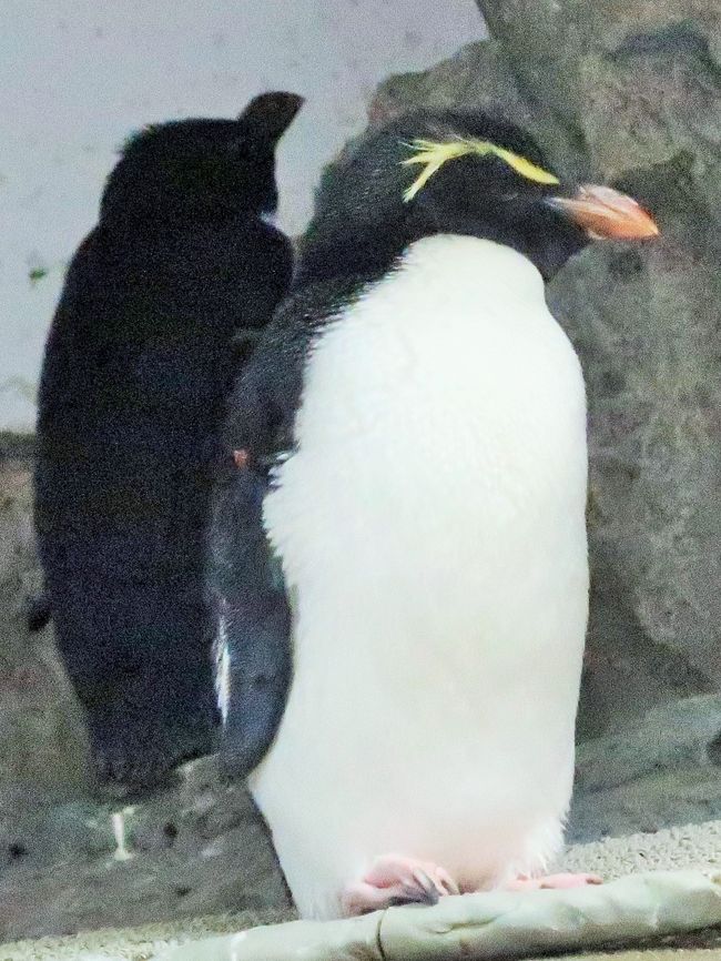 イワトビペンギンはマカロニペンギン属のペンギンのうち近縁な3種の総称である。やや小型のペンギンで、頭部の黄色の飾り羽が特徴である。 <br />インド洋南部から南大西洋にかけて分布している。 主な繁殖地はフォークランド諸島、マッコーリー島、プリンス・エドワード諸島などである。 <br /><br />体長45&#8211;58cmほど。成鳥の目の上には眉のような黄色の羽毛があるのが大きな特徴である。イワトビペンギンは目の後ろで大きく広がる飾り羽になっている。この飾り羽とともに頭部の羽毛も長く伸び、特徴的な冠羽を形成している。目とくちばしが赤く、足はピンク色をしている。 <br /><br />地上では他のペンギンのようによちよちと歩かず、（スズメのように）両足を揃えて飛び跳ねながら移動する。和名の「イワトビペンギン」、英名&quot;Rockhopper Penguin&quot;ともこの様子に由来する。 <br />性格は攻撃的で、近くを通ったりすると攻撃してくる。<br />（フリー百科事典『ウィキペディア（Wikipedia）』より引用）<br /><br />フォークランド諸島（ Falkland Islands）は、南大西洋上にあるイギリス領の諸島。1833年からイギリスが実効支配し続け、現在に至る。<br />（フリー百科事典『ウィキペディア（Wikipedia）』より引用）<br /><br />海遊館（Osaka Aquarium KAIYUKAN）は、大阪府大阪市港区天保山にある水族館。1990年に開館した。「リング・オブ・ファイア（環太平洋火山帯）」と「リング・オブ・ライフ（環太平洋生命帯）」をコンセプトにしている。巨大水槽で環太平洋の海を再現し、従来の水族館の印象を劇的に変えた施設である。 屋内水槽の規模に関しては世界でも上位五指に入るほどの世界最大級の水族館である。 天保山のウォーターフロント再開発プロジェクト「天保山ハーバービレッジ」の中心的施設として1990年7月20日に開館した。 <br />大型のアクリルガラスを使用することで、それまでにない巨大水槽を実現した。海遊館以降に造られた水族館の大型水槽はほぼ全てがアクリルガラス製になっている。 「太平洋」水槽は、最大長34m、深さ9m、水量5,400m&amp;sup3;。飼育されている目玉動物のひとつはジンベエザメである。<br />フォークランド諸島　イワトビペンギン<br />（フリー百科事典『ウィキペディア（Wikipedia）』より引用）<br /><br />海遊館　については・・https://www.kaiyukan.com/