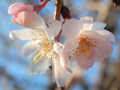 美しかった十月桜その後(2月13日観察)