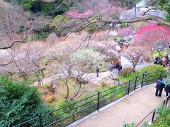 熱海梅園と早咲きの桜並木で人の優しさに触れる