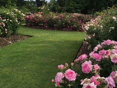 Kew Gardensの温室も見て去ろうとした時、やっとバラ園をみつける