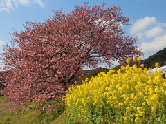 河津桜とみなみの桜