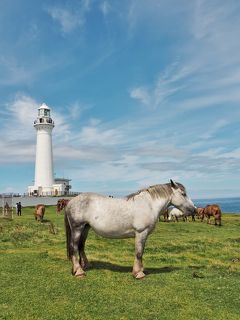 じ～んわりと良さが染みてくる・・・下北半島の夏旅③　尻屋崎の寒立馬（かんだちめ）たち