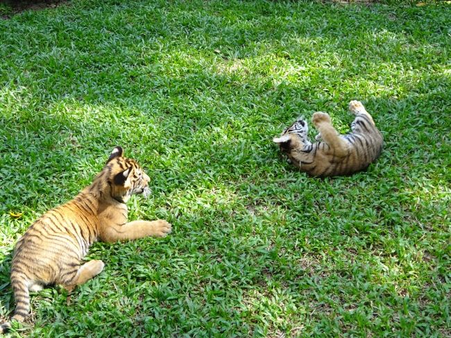 シラチャー・タイガーズーで赤ちゃんトラと遊んで来ました。トラも小さければ可愛いものです。