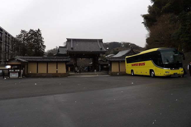 　小雪が舞う建長寺門前の駐車場にはハトバスが止まっている。こんな天気でもバス旅行はキャンセルできないのだろう。このハトバスはこの後鶴岡八幡宮に向かい、駐車場からバスを下りて出て来る乗客にガイドさんが「帰りはこの階段を下りて駐車場のバスまで行きます。」と言って、祖霊社裏から八幡宮に入って行くのに出会った。おそらくはお昼は北鎌倉の「鉢の木」で昼食になるのだろう。<br />（表紙写真は小雪の建長寺門前）