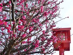 「朝日森天満宮」のウメ_2019_数本が咲き始め、その他の多くは未だ蕾（栃木県・佐野市）