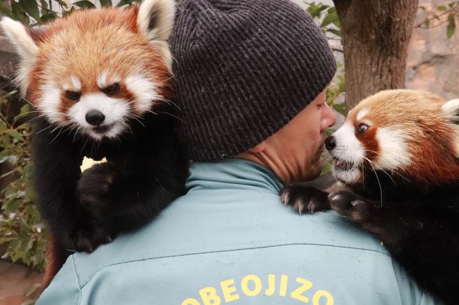 神戸レッサーパンダと神戸牛グルメの旅 ３ 王子動物園 前編 Wパンダ編 レッサーパンダ さよならミンファちゃん ジャズ メロ同居見納め ガイアくん 単身赴任 ジャイアントパンダ 食事時間が不定期になり 終日部屋で ますますつれなくなったタンタンちゃん