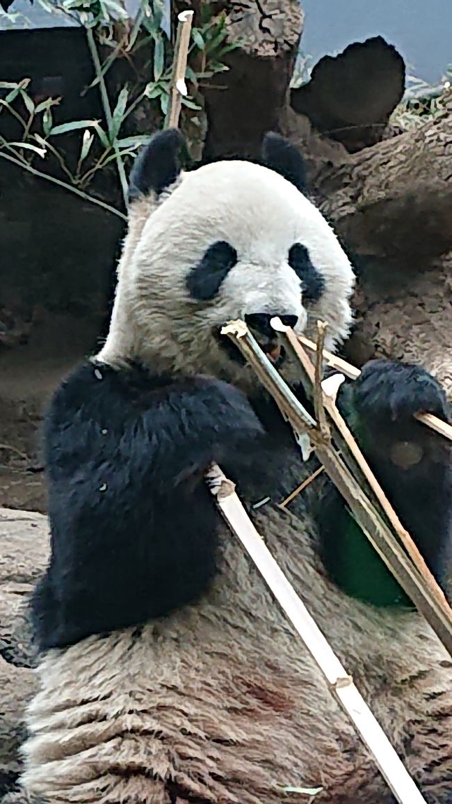 上野動物園のシャンシャンが見たくて、無理やり決行した弾丸旅行。気ままな母娘旅です。