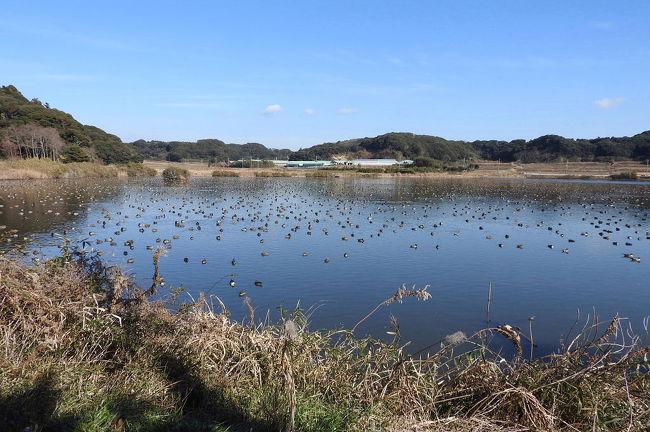 　東庄県民の森の隣にある「夏目の堰」でバードウォッチングを楽しみました。<br /><br />表紙写真は、「夏目の堰」の風景です。<br /><br />