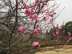 柏の葉公園・梅満開・2019年2月