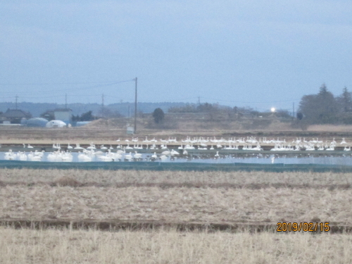 千葉県印西市本埜にある「白鳥の郷」は、コハクチョウを中心とした白鳥飛来数が1000羽以上で、日本一5000羽の瓢湖（新潟県）に次ぐ国内屈指の白鳥飛来地です。千葉県にこんな所があるなんて知りませんでした。白鳥は３月にはシベリアに帰ってしまうので、２月末までの真冬が観察に最適と言う事で見に行きました。是非見たいのが白鳥の「羽ばたき」ですがそう簡単に見られないようです。日の出から二時間程の間、飛び立つ前の白鳥が行う場合が多い、白鳥の飛行を見るには早い時間帯に訪問する必要がありますが寒くて起きられません。夕方四時頃には出先から戻った白鳥が行います。私が行った時間は５時を過ぎた頃でした。白鳥は皆出先から戻った後で「羽ばたき」を見る事が出来ませんでした。自家用車で行ったのですが途中二度も行き過ぎて戻ったので遅くなりました。何度も通わないと良い写真は撮れません。<br />住所：千葉県印西市笠神、アクセス：JR成田線小林駅から車で10分<br />LINEトラベルｊｐhttps://www.travel.co.jp/guide/article/8283/を参照しました。