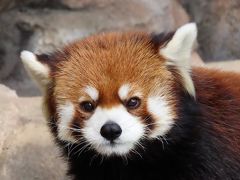 冬のレッサーパンダ紀行【10】 神戸市立王子動物園　王子に来てくれて本当にありがとう・・・ミンファちゃん王子での最後の週末