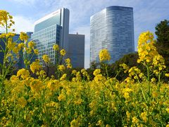 築地場外市場でウニ丼！からの浜離宮恩賜庭園で菜の花畑