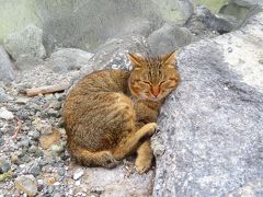 地獄やけど極楽!?2019年２月雲仙温泉・ちょっと島原　酸性・含硫黄－アルミニウム－硫酸塩泉 PH2.4 強酸性７