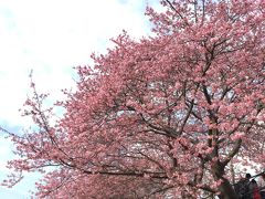 年始から少し頑張った自分へのご褒美に伊豆温泉&河津桜見物(^_^) #1