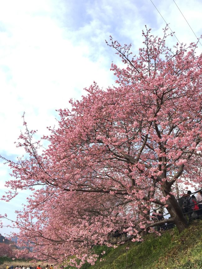 昨年も同時期に河津桜見物に行ったけど、まだ一分咲きやったんで、そのリベンジも兼ねて泉郷伊豆高原に泊まって温泉三昧⁈<br />お天気は良かったけど、桜はもう一息やったかな(^_^;)<br /><br />もう泉郷とも20年以上の付き合いになるけど、伊豆高原のホテル本館に泊まったのは初めてかも⁈<br /><br />他の泉郷施設が次々とリニューアルしてるのに比べると、伊豆高原ホテル本館はかなり年季が入った感は否めへん(&gt;_&lt;)<br />