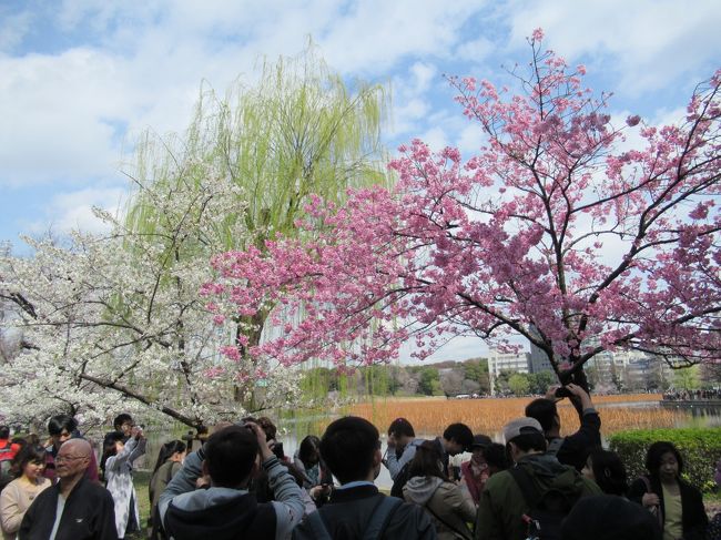 2018年の桜は3月24日にはほぼ満開でした。そんな日にぶらっと散策です。<br />上野の谷中霊園から上野公園、そして日本橋、最後は皇居の通り抜けです。