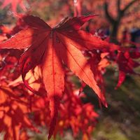 紅葉巡り（京都）　3日目最終日　1/3　： 東福寺