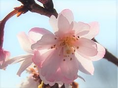 美しかった冬桜その後(2月16日観察)