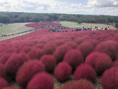 コキアを見に行ったけど一回行けばいいかも