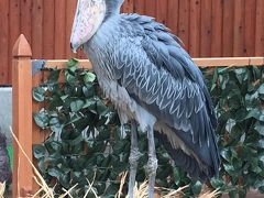 掛川花鳥園～さわやかハンバーグ♪