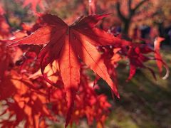 紅葉巡り（京都）　3日目最終日　1/3　： 東福寺