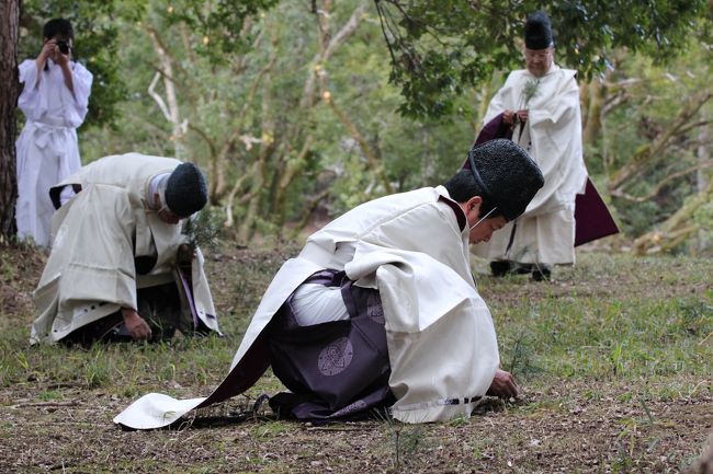 3日め　25022歩<br /><br />上賀茂神社の神事、燃灯祭を見学しに京都の北へ。<br />午前中はなかなか行く機会がなかった正伝寺・神光院にお参り、<br />14時からの神事見学に備えます。<br /><br />前情報が少なかったのですが、<br />ゴルフ場の中にある、御阿礼野に行き、<br />神職の方々が小松を引いて（抜いて）、<br />それに燃灯草と一緒に束ねて、神前に献る。<br />乙子神事とも言い、<br />初穂料3000円で本殿神事に参列でき、<br />小松と燃灯草のお下がりをいただけるそうです。<br /><br />遠くから小松を引いている姿は無料で見学できます。<br />30人くらいの見学者とともに、神事に参列。<br />