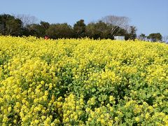 淡路島☆菜の花と淡路島バーガーに泣かされた一日