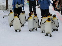 2019 爺とお嬢の北海道 旭山動物園