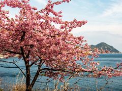 津久見の河津桜　2019