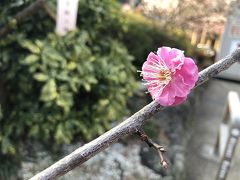 2019年2月13日の熱海梅園の梅