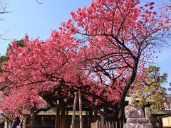 寒緋桜を見に荏原神社へ。ついでに品川宿界隈を散策。2019年2月