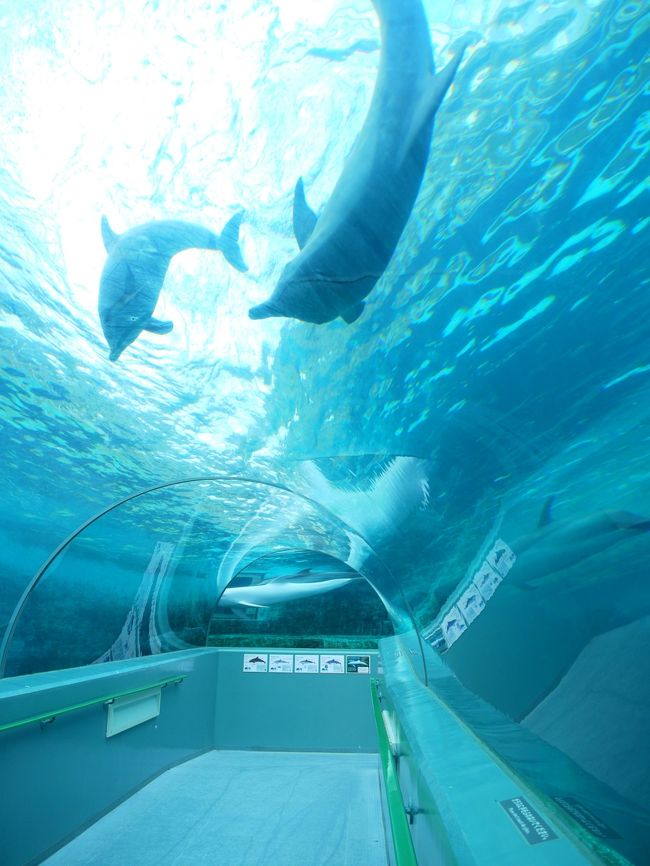 冬の青春18きっぷで1泊2日 太地にクジラに会いに行く ２ 太地をサイクリング クジラ博物館で癒しのひととき 那智勝浦 太地 和歌山県 の旅行記 ブログ By S T E Pha N I Eさん フォートラベル