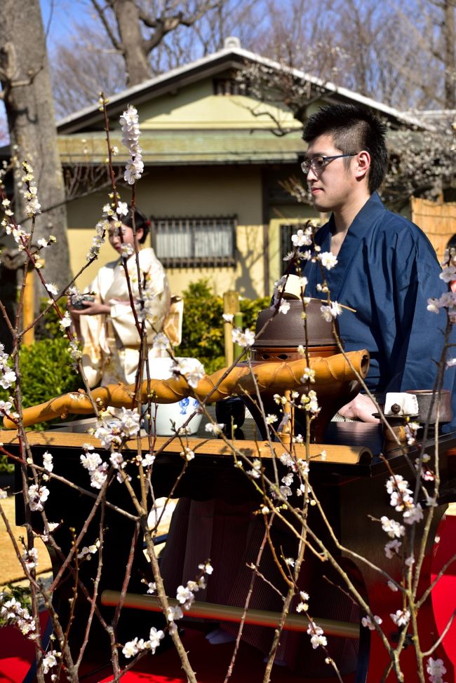 第42回　せたがや梅まつり主催のお茶会で野点の席に出席しました　(^^♪<br />わが地元ほとんど行く機会がない場所ですが、母から羽根木公園でお茶会があるよ！誘われて行くことにしました。<br />4月に京都の南座で都をどり（チケット入手済）があり、そのついでにお茶会があれば参加しようと思っておりましたが、桜の花見の前に梅の花見のお茶会に出席しました。<br /><br />2/17日の日曜日に自転車で羽根木公園まで下見に行き（約20分位、歩いて40分、車で10分）お茶会の当日2/21は母がいるので車で行きました。<br /><br />せたがや梅まつりの様子はフォートラの他のメンバ－様が旅行記をUPしているので、詳しくはそちらをお読みください。私は主にお茶席についてです。<br />写真は2/17、2/21の2週分の写真から掲載しております。撮影枚数が2週分で500枚以上ありその中から選んでおりますが、いつもの旅行記の撮影枚数をかなり超えてしまいました。(+o+)<br /><br />2週にわたり天気も良く非常に暖かく梅のお花見とお茶席、非常に満足致しました。当初、野点と広間席の両方に出席したかったのですが、当日大変混雑して整理券の2回取得が困難と判断し、午前と午後の部なら可能ですが、母がいるので午前の野点のみにしました。<br /><br />お茶席最中の撮影ですが、世田谷区役所の職員の方に撮影許可を貰い10時の部の点前最中の撮影及び、10時半の部（私が出席中）の写真撮影の許可を貰いました。<br />公園内の撮影は問題ないですが、お茶会の撮影は必ず許可を貰ってからにしてください。撮影できる場所の範囲の制限がございます。<br />無断撮影はその場から退場させられますので、ご注意くださいませ。<br /><br />今回のお茶会の流派ですが、茶道小笠原流で小笠原宗幸・宗佳（正客・亭主）様によるお点前でした。我が家は表千家、母曰く流派が違うとお点前が変わるな！と話しておりました。<br /><br />http://www.city.setagaya.lg.jp/shisetsu/1217/1271/d00004240.html<br /><br />星辰堂・日月庵<br />http://www.city.setagaya.lg.jp/kurashi/106/151/665/d00004237.html