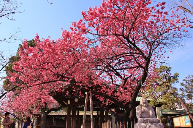 前日ＮＨＫで荏原神社の寒緋桜が見頃と案内があったので翌日行ってみました。寒緋桜は少し散り始めていましたが、まだまだ見頃でした。ついでに旧東海道品川宿界隈を散策しました。<br />表紙は、荏原神社の寒緋桜。