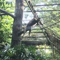 シンガポール動物園へ