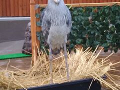 孫と一緒に掛川花鳥園・・ハシビロコウ『ふたば』ちゃんが大サービス