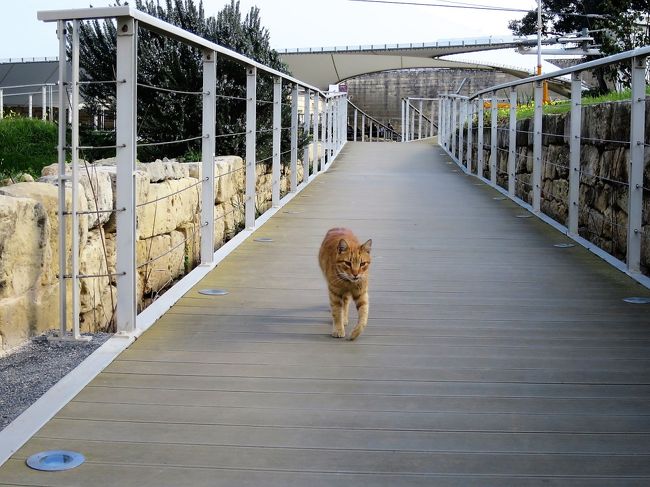 日本の猫ちゃんたちと何ら変わりない風情だが、世界遺産で堂々と生活しているからすごい。