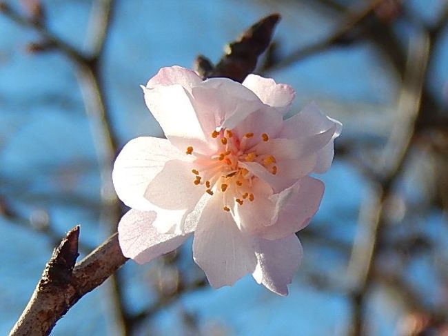 2月17日、午後三時過ぎにふじみ野市西鶴ケ岡地区を散策し、十月桜を観察しました。　花の数は以前と比べて減っていますが、まだ咲き始める花も見られます。<br /><br /><br /><br />＊写真は今回見られた十月桜