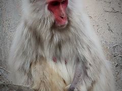 上野動物園-1　ニホンザル・エゾシカ・アジアゾウ　☆旧寛永寺五重塔(重要文化財)も