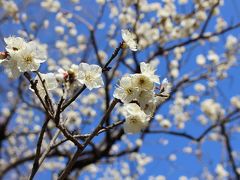 東京散歩、護国寺・東京大神宮・神楽坂・小石川後楽園～少し春を感じました。