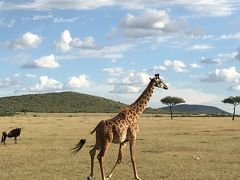 マサイマラとナイロビ国立公園