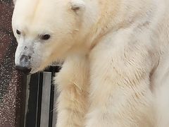 上野動物園-2　ホッキョクグマ　寒さに強い保温力　☆温暖化で生存環境厳しく