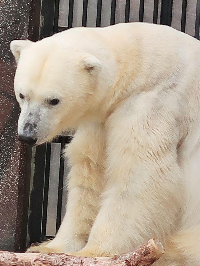 ホッキョクグマ（北極熊、Ursus maritimus）は、クマ科クマ属に分類される食肉類。 ホッキョクグマは北極の生活のために体を進化させた。保温性の高い毛皮、分厚い脂肪、短い足は、寒冷な気候への適応である。<br /><br />体長オス：200-250cm　メス：180-200cm　体重オス：400-600kgメス：200-350kg。生息地によっても大きさに違いがあり、ロシアのチュクチ海に生息する個体群が最も大型化する傾向がある。近年は地球温暖化の影響で小型化が進んでいる。<br />他種のクマと比較すると頭部は小さいが、長い頸部を持つ。体は大きくても耳が小さいため体勢は寒冷地に適応している。吻端と足裏の肉球を除いた全身が体毛で被われている。夏季は汚れや油脂の酸化などにより毛衣が黄がかる個体もいる。長い首や流線型で小さな頭は遊泳への適応結果とされ、何時間も氷海を泳ぐ事ができる。また流氷に乗って長距離移動することもある。クマの中では視力は良いほうである<br /><br />ホッキョクグマの体毛は光を透過し、内部が空洞になった特殊な構造のために、散乱光によって白く輝いて見える。ホッキョクグマの透明の体毛は陽光の通過を妨げず奥にある皮膚にまで届き熱をもたらす。もたらされた熱はぶ厚い脂肪層と体毛に保護され、容易に失われることはない。それに加え体毛内の空洞も蓄熱の役割を果たすという巧みな保温機構を成立させている。<br /><br />ホッキョクグマは分岐分類学的にヒグマに極めて近い位置にある。昨今では温暖化の影響もあり、北上してきたヒグマと陸地に上がってきたホッキョクグマの生息域が重なり「ハイブリッド」と呼ばれるヒグマとホッキョクグマの交配種が確認されている。<br />流氷水域、海岸などに生息する。冬季には流氷の南下に伴い南へ、夏季には北へ移動する。1日あたり70kmを移動することもあり、時速6.5kmの速度で約65kmの距離を泳ぐことができる]。 <br />雑食獣であるクマの中で最も肉食性が強い種であり、ヒグマに比べ歯がより特殊変化している。アザラシを主食とするほか、魚類、鳥類やその卵、イッカクやシロイルカなどの哺乳類、クジラ等の動物の死骸に加え、氷の溶ける季節には植物（コンブ、スゲ、イチゴ等）も食べる。アザラシを捕食する際は、優れた嗅覚で匂いを察知し、氷を掘って巣穴にいる個体を襲う、氷上にある呼吸用の穴や流氷の縁で待ち伏せる、氷上にいる個体に忍び寄るなどの方法を取る。学習能力は高い。<br />（フリー百科事典『ウィキペディア（Wikipedia）』より引用）<br /><br />上野動物園は東京都台東区上野公園の上野恩賜公園内に在る東京都立動物園。開園は1882年3月20日（日本で最も早い）。指定管理者制度により公益財団法人東京動物園協会が管理する。 <br />スマトラトラ、ニシローランドゴリラ等の希少動物をはじめ、500種あまりの動物を飼育している。日本一の入園者数を記録する動物園である。<br />（フリー百科事典『ウィキペディア（Wikipedia）』より引用）<br /><br />上野動物園　については・・<br />https://www.tokyo-zoo.net/zoo/ueno/<br />