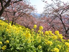 河津桜と菜の花が春色に染める松田山