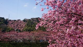 河津桜めぐり　2019/2/18