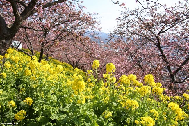 毎年楽しみにしている松田山の桜まつりに出掛けました。<br />ネットで河津桜の開花状況を調べると５分咲き程度、見頃はもう少し先のようですが、天気予報と自分の都合を重ね合わせると、この日がベストのようなので決行することに。<br />ここは「関東の冨士見百景」に選ばれていて「富士山と河津桜と菜の花」が一緒に楽しめるのがいいのですが、この日は残念ながら富士山は雲隠れとなりました。<br /><br />第21回 まつだ桜まつり「ことし最初の春をさがしに」は、2月9日～3月10日まで開催されています。<br /><br />富士山も楽しめた昨年の旅行記はこちらをご覧ください。<br />https://4travel.jp/travelogue/11331737<br />