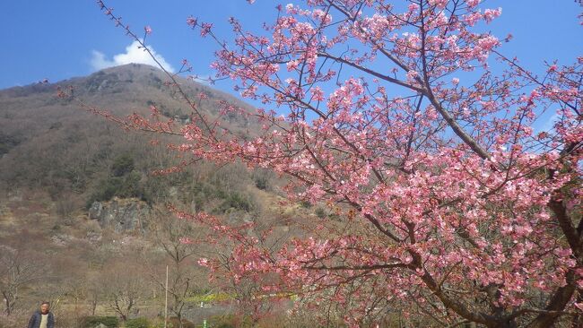 「早春に咲き誇る絶景の花の名所」１位（日本経済新聞 NIKKEIプラス1）の栄誉に輝いた湯河原梅林<br /><br /><br />梅と桜が同時に楽しめる伊豆の旅２日間<br /><br />１　満開の河津桜<br />２　湯河原梅林（幕山梅林）を訪ねます。<br />